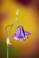 Blume blühender Hintergrund Aquilegia vulgaris Familie Ranunculaceae foto