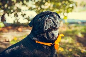 Porträt von süß Mops Hund, draußen foto