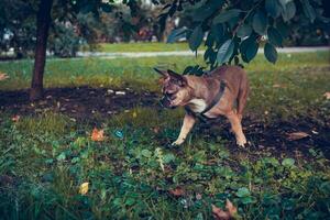 Porträt des süßen Welpen der französischen Bulldogge, im Freien foto