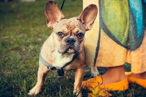 Porträt des süßen Welpen der französischen Bulldogge, im Freien foto