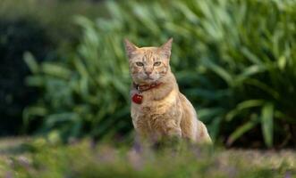 Porträt von süß Orange Ingwer Katze mit Halsband ist Sitzung im das draussen Garten starren beim das Kamera während das Sommer- Zeit zum Haustier und Säugetier Konzept foto