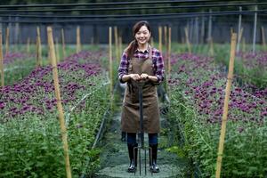 asiatisch Gärtner halten Garten Gabel während Arbeiten im lila Chrysantheme Bauernhof zum Schnitt Blume Geschäft foto