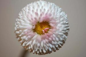 blütenblüte bellis perennis l. Familie Compositae moderner Hintergrund foto