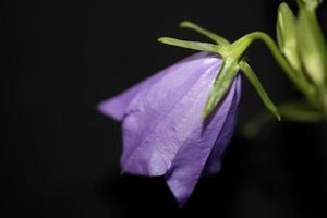 Blume Blüte Nahaufnahme Campanula Persicifolia Familie Campanulaceae foto