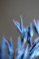 Trockendekor Weizen in blauer Farbe Triticum aestivum Familie Poaceae foto