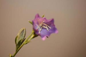 Blume Blüte Nahaufnahme Campanula Persicifolia Familie Campanulaceae foto