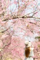 Frau Gehen Kirsche blühen Pfad zu sehen schön Landschaft von Rosa Kirsche Blüten entlang Straße gesegnet im Winter. Frau Reise Reise entlang Pfad von schön Rosa Kirsche Blüten im voll blühen gesegnet foto