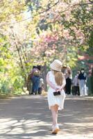 Frau Gehen Kirsche blühen Pfad zu sehen schön Landschaft von Rosa Kirsche Blüten entlang Straße gesegnet im Winter. Frau Reise Reise entlang Pfad von schön Rosa Kirsche Blüten im voll blühen gesegnet foto