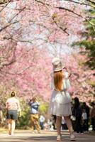 Frau Gehen Kirsche blühen Pfad zu sehen schön Landschaft von Rosa Kirsche Blüten entlang Straße gesegnet im Winter. Frau Reise Reise entlang Pfad von schön Rosa Kirsche Blüten im voll blühen gesegnet foto