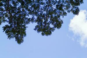 Silhouetten von Geäst und Blätter von hoch Bäume innerhalb Wald sind kontrastiert gegen Hintergrund von hell Blau Himmel. Hintergrund Eigenschaften viele Silhouetten von Blätter gegen Himmel mit Raum zum Text. foto