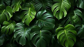 Monstera Blatt Pflanze Blatt Hintergrund foto