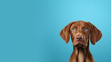 Vizsla, braun Hund, isoliert Hintergrund mit Kopieren Raum. generativ ai foto