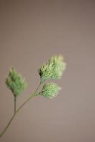 Blume Nahaufnahme Hintergrund moderne Dactylis Glomerata Familie Poaceae foto