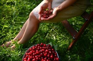 abgeschnitten Aussicht von ein Frau im ein Leinen- Kleid Sitzung auf ein Trittleiter Nächster zu ein Eimer von Kirschen im das Obstgarten und halten Kirschen im ihr Hände foto