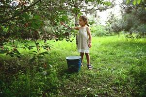 süß Baby Mädchen mit Zöpfe tragen Leinen- Kleid pflücken Kirsche Beeren im Obstgarten foto