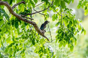 Indochinesisch Walze thront auf Baum foto