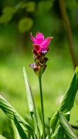 Siam Tulpe Blume Blühen im das Garten foto