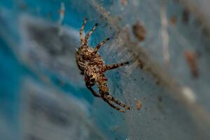 Springen Spinne kriechen auf das Mauer foto