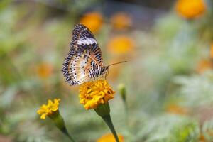 bunt Schmetterling sind Trinken Nektar und bestäubend Gelb Orange Blumen im das Mitte von ein Blume Garten. das Schönheit von der Natur arbeiten. foto