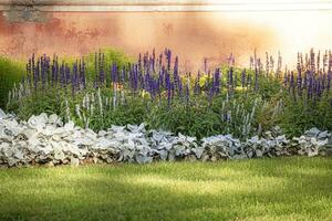 bunt und hell Blumen in der Nähe von das hell gemalt Gips Mauer im hell Sonnenlicht Gießen lange Schatten auf Rasen foto