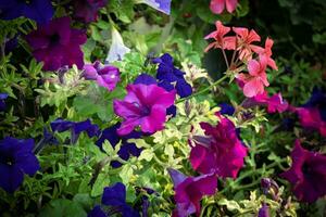 lila Blau und Magenta Petunie Blumen auf gelblich Grün Blätter Hintergrund foto