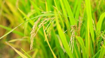 reifen Paddy Reis Feld Vor Ernte, reifen Paddy Reis wachsend im Reis Feld foto
