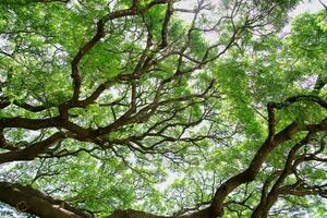 groß Baum Geäst im Thailand sind namens Krabbe Klaue, Chamcha, oder rot Chamchuri, ist groß Baum. es hat viele Geäst, klein Blätter, Rosa Blumen, Tourist Sehenswürdigkeiten im Kanchanaburi Provinz foto