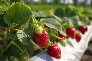 Busch von reif organisch Erdbeeren im das Garten. Beere Nahaufnahme. generativ ai foto