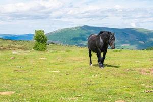 schönes wildes schwarzes pferd, das auf einer grünen wiese spaziert foto