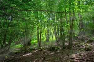Sonnenstrahlen dringen durch die Bäume in einen Zauberwald foto
