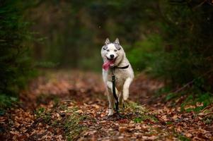 heiseres Joggen, morgendlicher Herbstfrost im Gras, ein Spaziergang mit einem Hund. foto