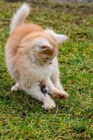 eine rote Katze fing einen Maulwurf, die Landschaft und Tiere und Nagetiere foto