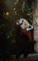 roter Panda frisst Blätter foto