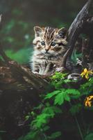 europäische wildkatze detail porträt katze kätzchen