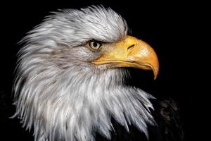 Weißkopfseeadler Detail des Kopfes dieses Raubtiers foto