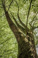 alter zerbrechlicher Baum mit dicken Ästen, breiter Stamm, sattgrüne Blätter