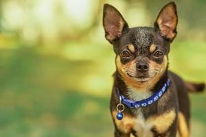 Chihuahua-Hund auf unscharfem Hintergrund foto