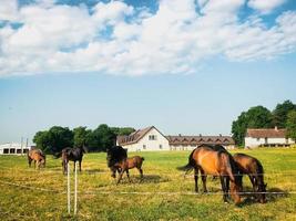 Nahaufnahme seltene schöne Pferde stehen auf der grünen Wiese isoliert foto