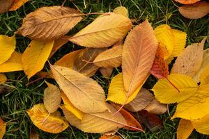 Orange Gelb Herbst Blätter oben Sicht. Herbst Jahreszeit ästhetisch natürlich Hintergrund foto