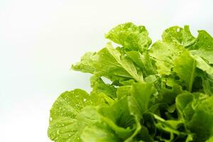 frisch Grün Grüner Salat Salat Blätter mit Markierungen von Insekt beißt isoliert auf Weiß Hintergrund. foto