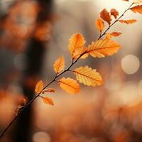 Sanft Fokus Herbst Blätter im warm Farbtöne foto