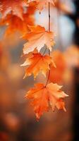 verschwommen Herbst Blätter mit flach Tiefe von Feld foto