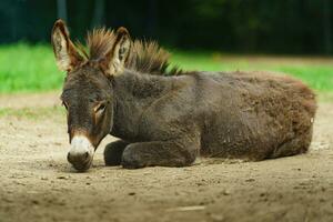 Esel ist ruhen im Zoo foto