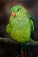 Porträt von Regent Papagei im Zoo foto