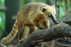 braun Nase Coati auf Ast foto