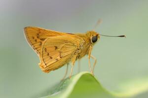 ein klein braun Schmetterling ist Sitzung auf ein Grün Blatt foto