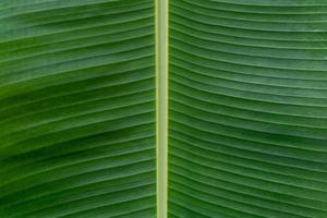 abstrakter grüner Bananenhintergrund. natürliche Tapete foto