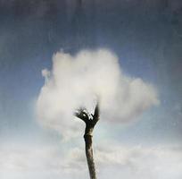 Baum in der Wolke foto