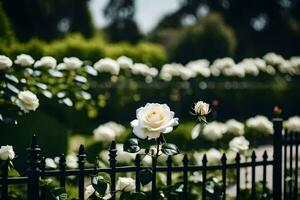 Weiß Rosen im ein Garten. KI-generiert foto