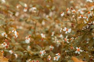 Sommerblumenhintergrund im Vintage-Stil foto